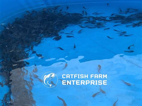 whiskers catfish farm schedule.
